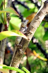 Lizards on the Maldives and on Bali, Indonesia