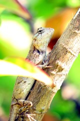 Lizards on the Maldives and on Bali, Indonesia