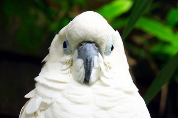 Parrots on Bali, in Indonesia