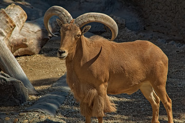 Brown bighorn sheep
