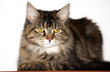 Portrait einer Maine Coon Katze
