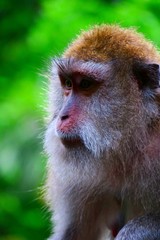 Obraz premium Monkeys in the Monkey Sanctuary in Ubud, Bali