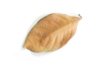 Fototapeta premium Dry leaves on white background. (With Clipping Path).