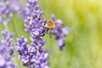 Bumblebee on lavender flower. Natural defocused background.