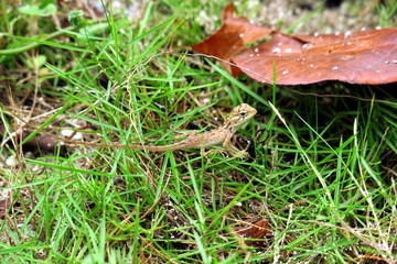 Lizard on Bali, Indonesia
