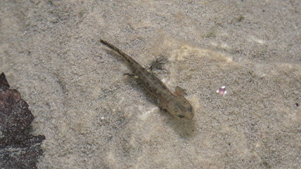 GIRINO DI SALAMANDRA PEZZATA