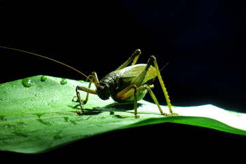 Cricket active at night in Costa Rica