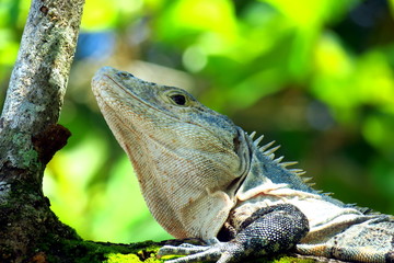 Obraz premium Black spinytailed iguana in Costa Rica