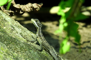 Lizard on the lookout in Costa Rica