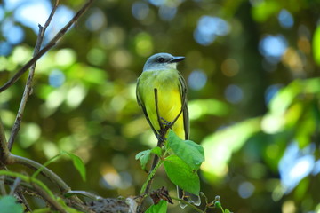 Flycatcher resting, Costa Rica