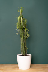 plante d& 39 intérieur à l& 39 intérieur - gros cactus euphorbe sur une table en bois sur fond de mur végétal
