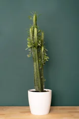 Fototapeten Zimmerpflanze im Innenraum - großer Euphorbia-Kaktus auf einer Holztischplatte vor dem Hintergrund einer grünen Wand © zayatssv