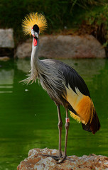 crowned crane