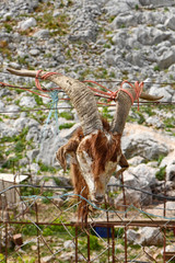 an einem Zaun aufgehangener Ziegenschädel / Insel Symi, Griechenland