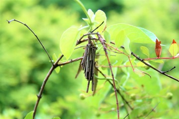 蓑虫　幼虫　自然