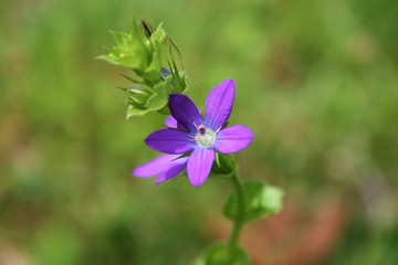 草花　キキョウソウ　蜘蛛