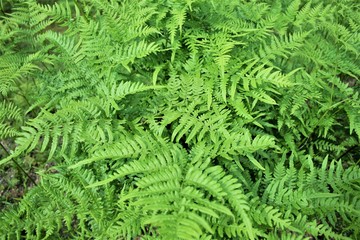 シダ　植物