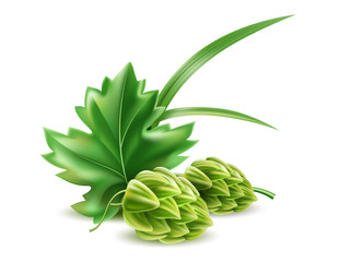 Vector realistic hop cone with green leaves
