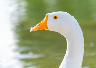 A close-up of the head of a white goose by the lake's water
