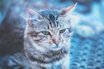 Portrait of the siberian cat, blue toned