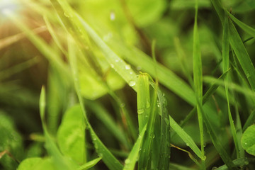 Beutiful green grass close up with drops of water in summertime. Soft and blur conception