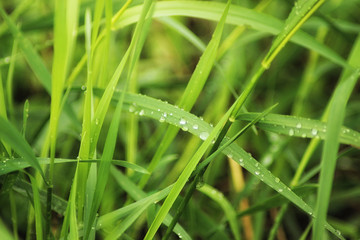 Beutiful green grass close up with drops of water in summertime. Soft and blur conception