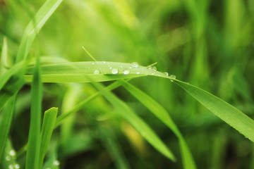 Beutiful green grass close up with drops of water in summertime. Soft and blur conception