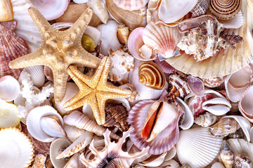 Seashells background, lots of amazing seashells, coral and starfishes mixed.Sea shells collected on the coast of Costa Rica as background