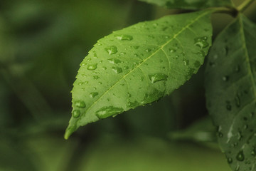 Beutiful green grass close up with drops of water in summertime. Soft and blur conception