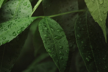 Beutiful green grass close up with drops of water in summertime. Soft and blur conception