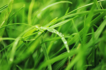 Fototapeta na wymiar Beutiful green grass close up with drops of water in summertime. Soft and blur conception