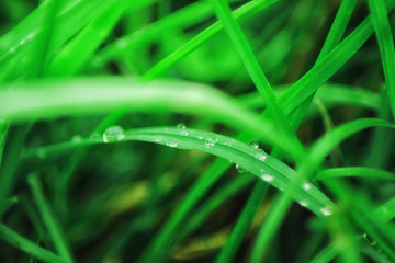 Beutiful green grass close up with drops of water in summertime. Soft and blur conception