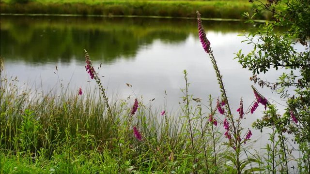Fr&ouml;sche quaken am Teich