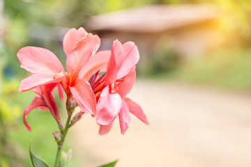 Fototapeta premium Pink flower over blurred nature background with vintage warm light, nature concept background, outdoor day light, spring and summer season concept