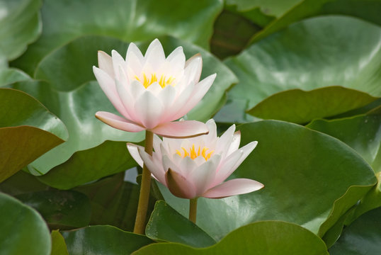 image of a lotus flower on water background