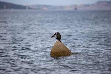 Ein Kormoran sitzt auf einem Stein in einer sardischen Meeresbucht
