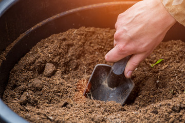 Gardeners hand planting flowers in pot with dirt or soil