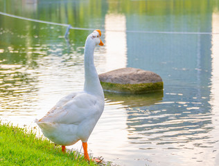 A white goose by the green lake