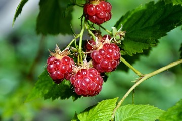 Raspberry berries on a bush in the garden close-up