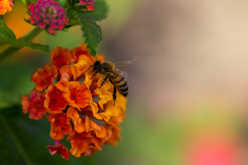 EIne Wespe auf einer Blüte eines orangen Wandelsröschens auf der linken Bildseite