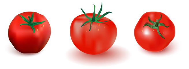 Three red tomatoes with shadow, highlights and water drops with green leaves. Set of vector elements for food illustration. Isolated image on white background. Realistic vector image of a tomato.