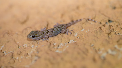 Ein junger Mauergecko in der Seitenansicht freigestellt an einer ockerfarbenen Wand