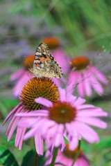 Beautiful butterfly on purple echinacea (coneflower)