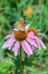 Beautiful butterfly on purple echinacea (coneflower)