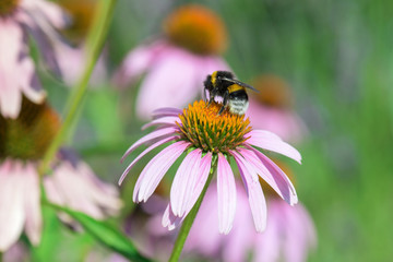 Bumblebee on purple echinacea (coneflower)