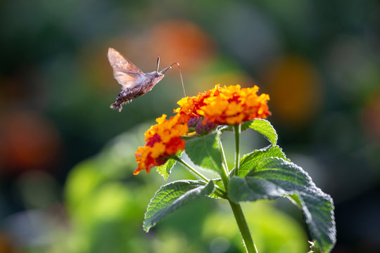 Ein freigestelltes Taubenschw&auml;nzchen in der Seitenansicht saugt im Flug an einer Bl&uuml;te des Wandelr&ouml;schens