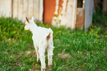 Obraz premium goat on a farm