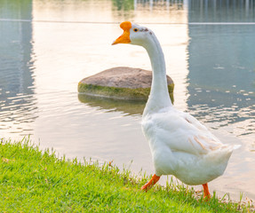 Obraz premium A white goose by the green lake