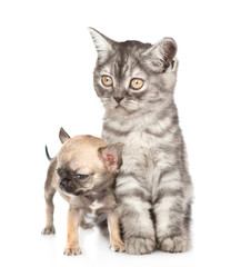 Tabby cat and little chihuahua puppy looking away together. Isolated on white background