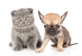 Newborn gray kitten and chihuahua puppy looking at camera together. Isolated on white background